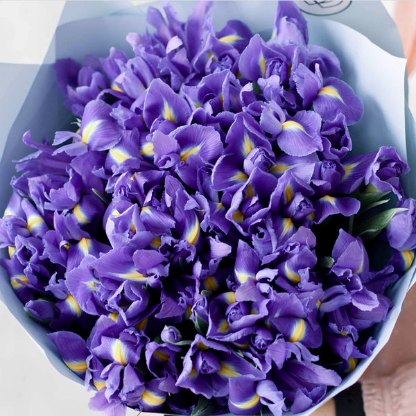 Букет из 51 синего ириса в голубой пленке