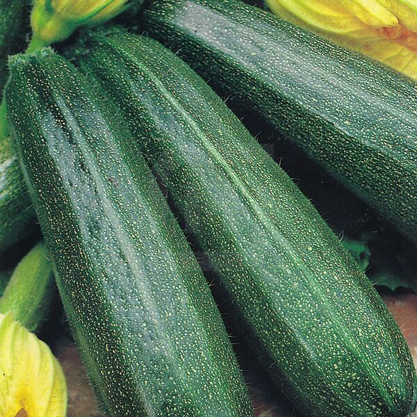 Семена Сортсемовощ Кабачок Аэронавт Дом семян