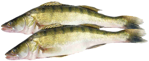 

Судак охлажденный вес