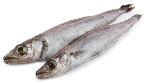 

Путассу замороженная 365 дней неразделанная 600 г