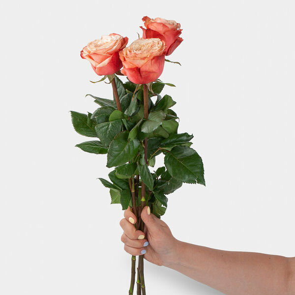 Роза Кахала 60 см (3 шт.)