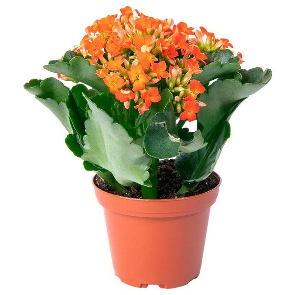 Цветы в горшках. Каландива мини