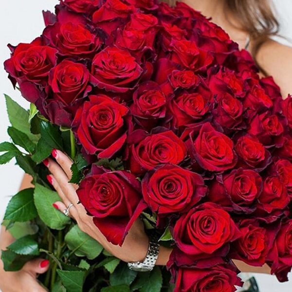 Роза сорта Эксплорер 70 см