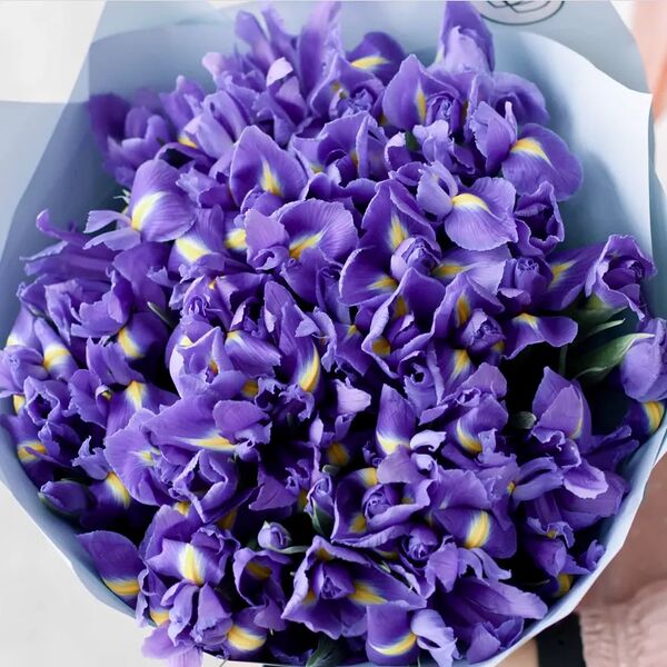 Букет из 51 синего ириса в голубой пленке