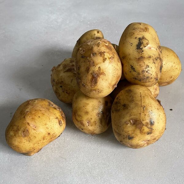 Картофель сорт Гала (Краснодар)