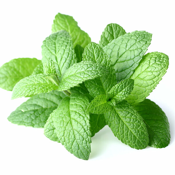 Мята пряная в горшочке