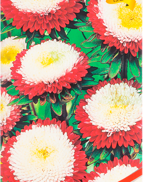 Семена Астра помпонная Малина со сливками