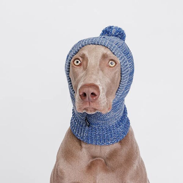 Капор для собак, 30x29 см, синий