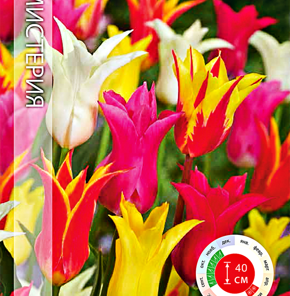 Луковицы Тюльпан микс Мистерия, Арт. 130, 10шт