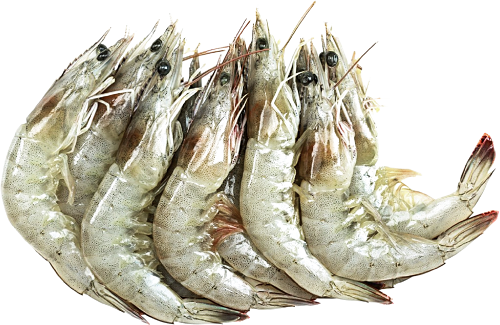 Креветка королевская с головой свежемороженая 50/70, вес