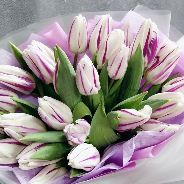 15 тюльпанов в молочном