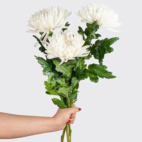 Хризантема одноголовая белая 3 шт.