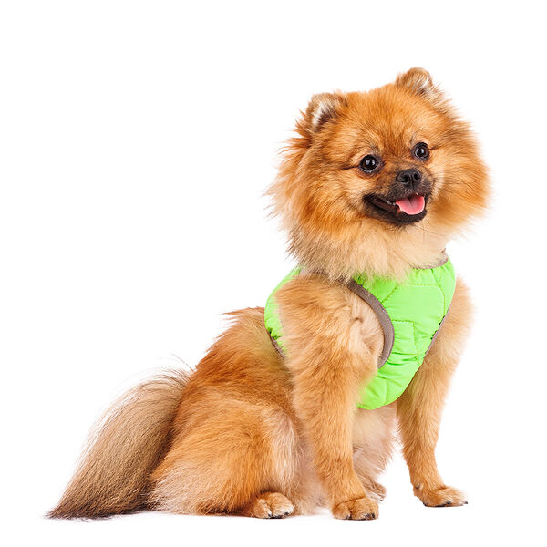 Шлейка зеленая со светоотражающей лентой XS