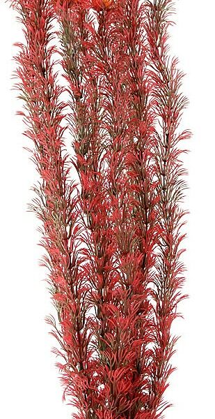 Laguna растение 