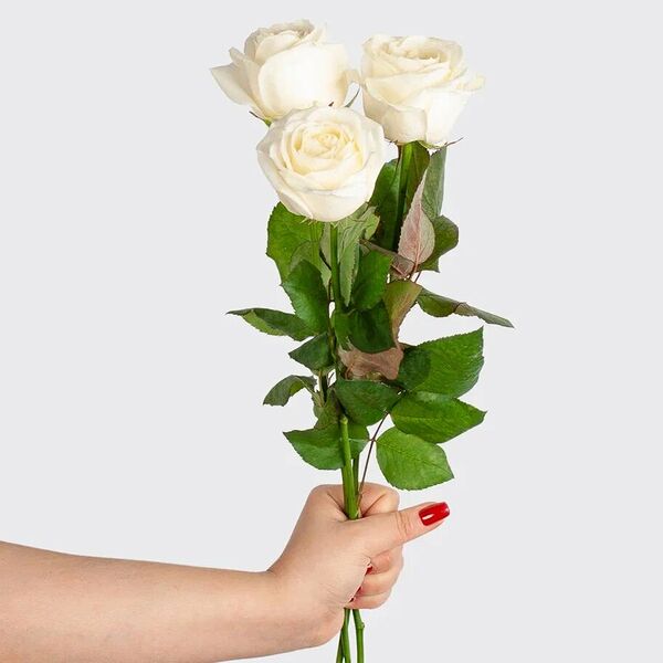 Роза белая 60 см, 3 шт.