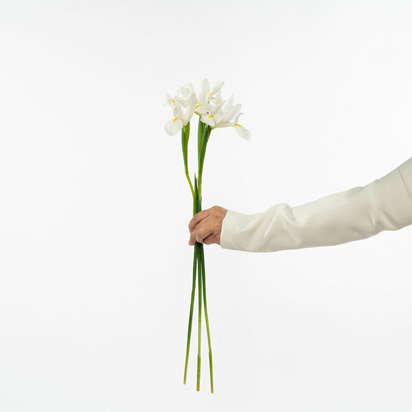 Ирисы белые