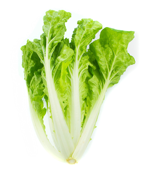 Салат дуболистный Агро Альянс