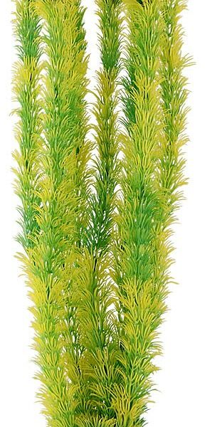 Laguna растение 