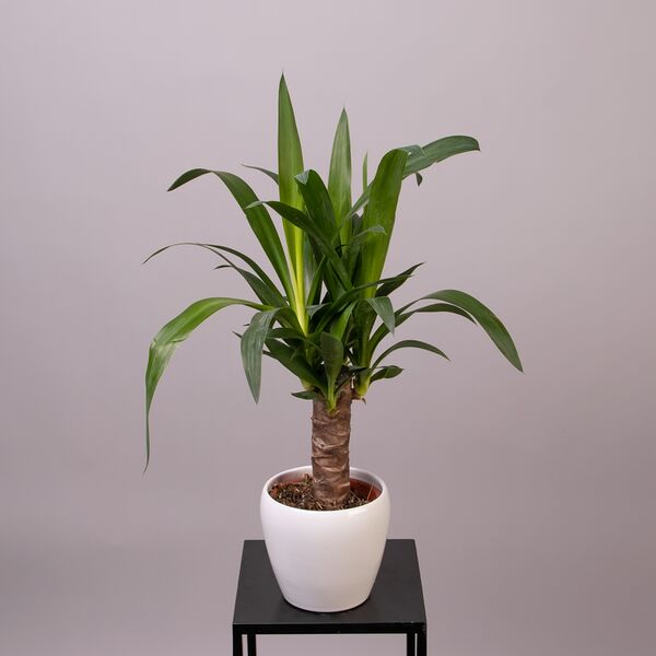 Юкка 1 ст (D-14)