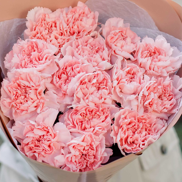 Букет из 15 розовых гвоздик в кремовой пленке