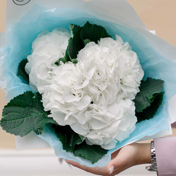 Букет из 5 белых гортензий в белой пленке
