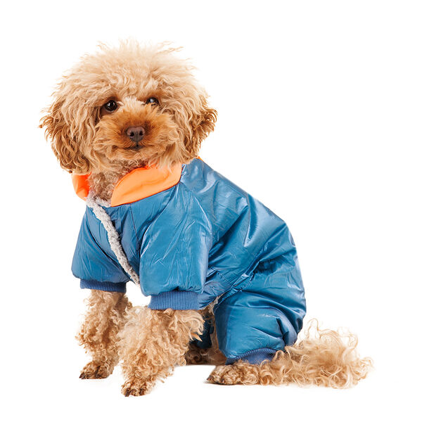 Комбинезон для собак L голубой (унисекс)