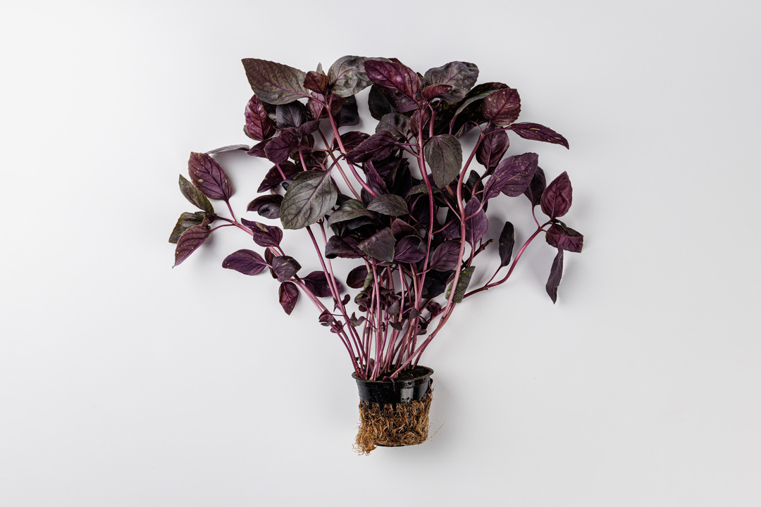 

Базилик красный в горшочке 30 г