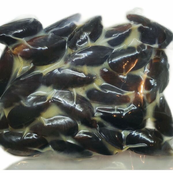 Мидии чилийские в сливочно-чесночном соусе варено-мороженные 500 гр