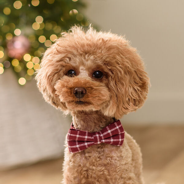 Галстук-бант в клетку для собак и кошек, 9х5 см, красный