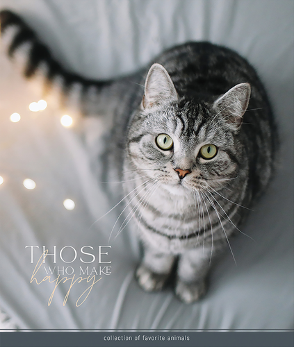 

Тетрадь ArtSpace Питомцы Cat А5 96 листов в клетку 1 шт. дизайн в ассортименте