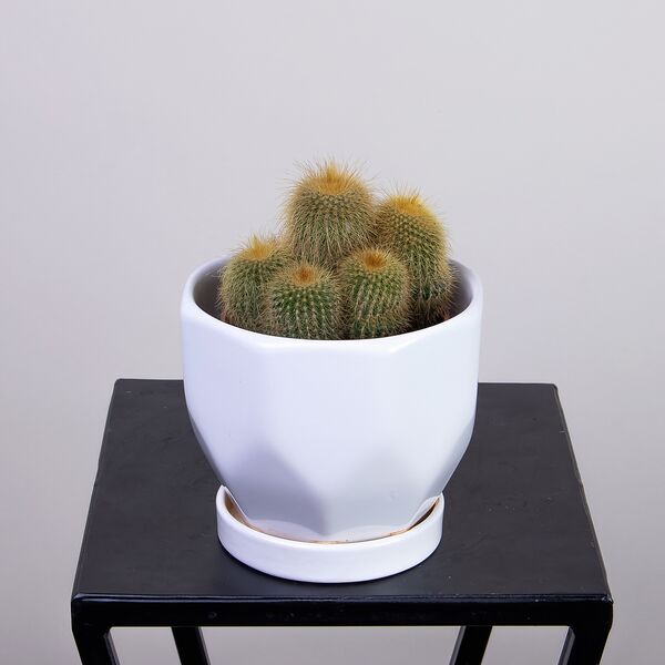 Эриокактус Ленингхауза (D-10)