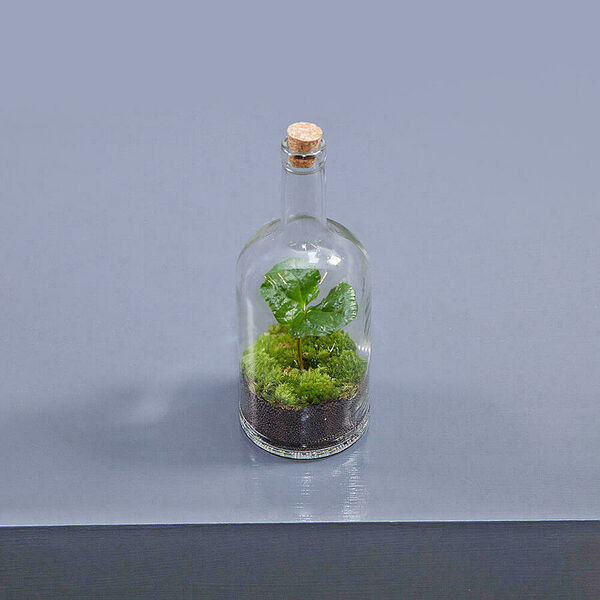 Флорариум Бутылка 4 кофе