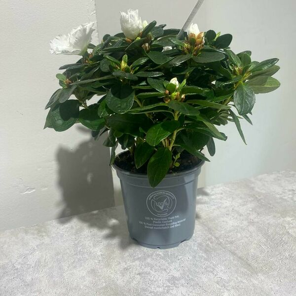 Комнатное растение в горшке белая Азалия