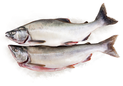 

Горбуша Лента Fresh потрошеная с головой (из замороженного сырья) весовая