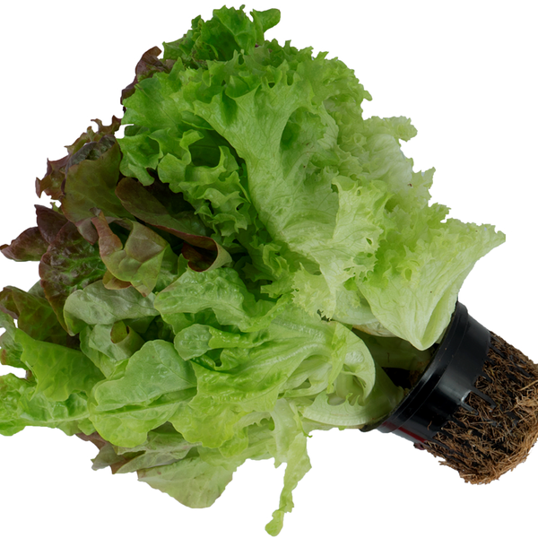 Салат Трио Микс эксклюзив в горшочке