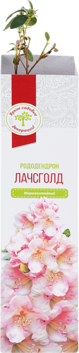 

Саженец РУССКИЙ ОГОРОД Рододендрон, в ассортименте
