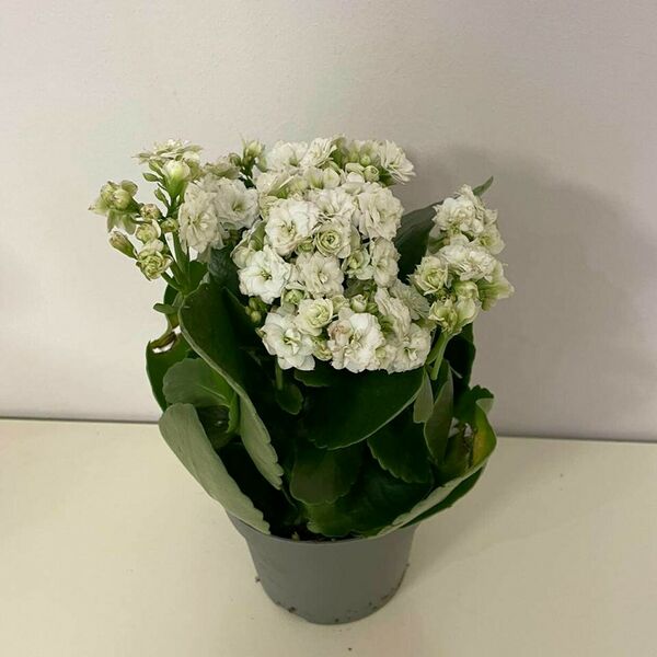 Комнатное растение 