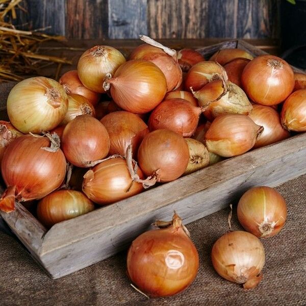 Лук репчатый