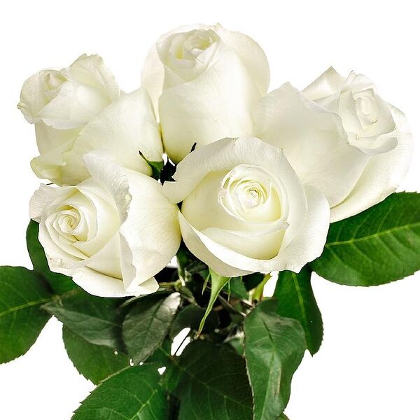 Букет из 5 белых роз