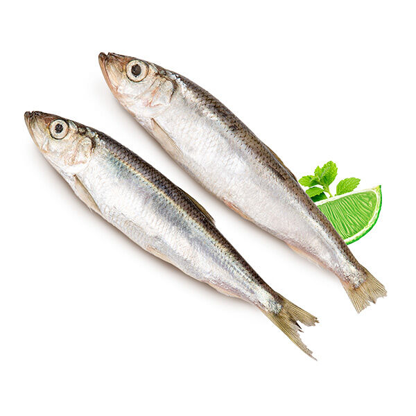 Салака замороженная ОПТ