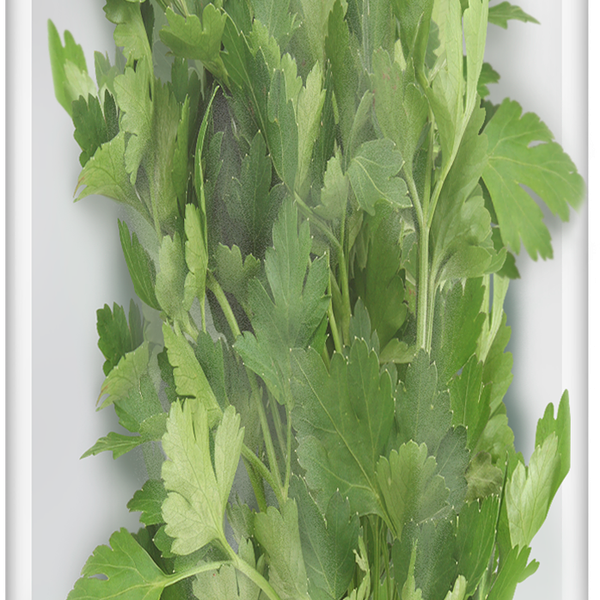 Петрушка Лента свежая