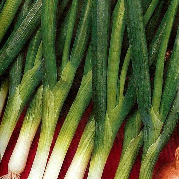 Семена Лук батун Апрельский ТМ Удачные семена