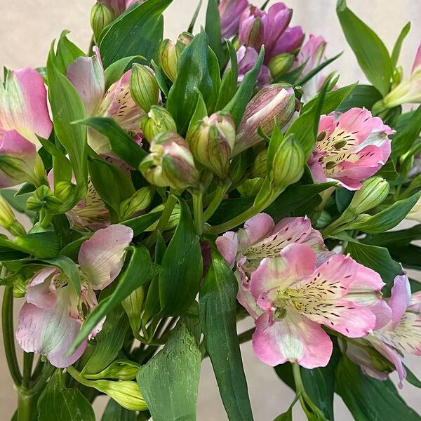 Альстромерия розовая