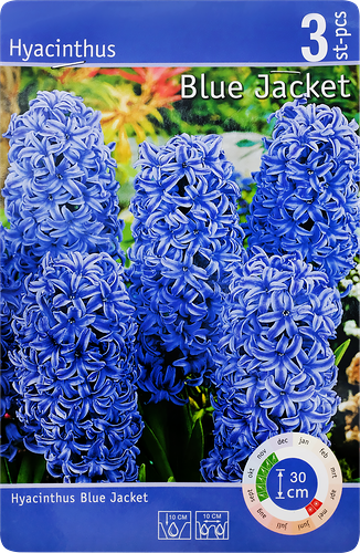 Луковицы Гиацинт Блю Джекет 14/15, Арт.H001STD, 3шт