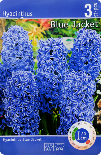 

Луковицы Гиацинт Блю Джекет 14/15, Арт.H001STD, 3шт