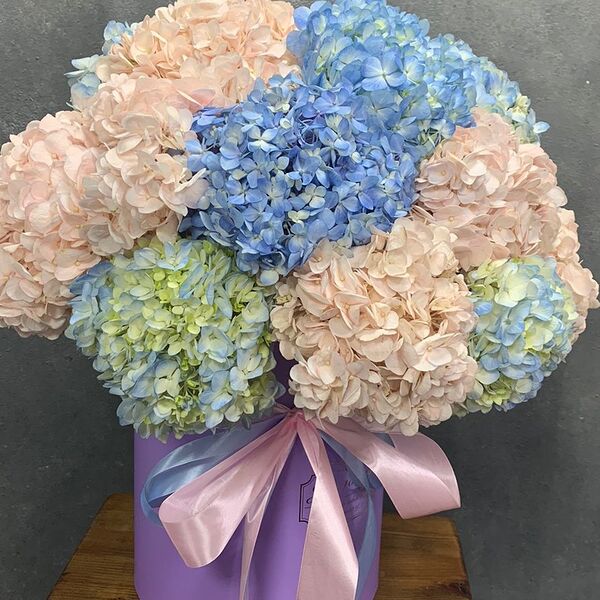 21 гортензия в боксе