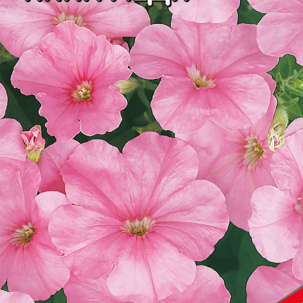 Семена Дом Семян, Петуния Пинк Леди, 300шт в упаковке