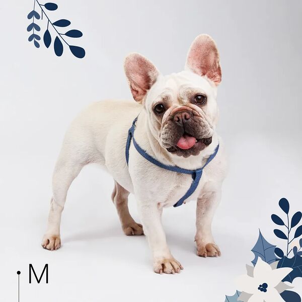 Шлейка нейлоновая для собак Синяя чешуя, M, обхват груди 45-63 см