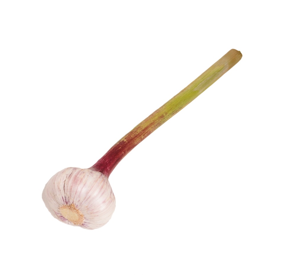 

Чеснок с ботвой, Россия