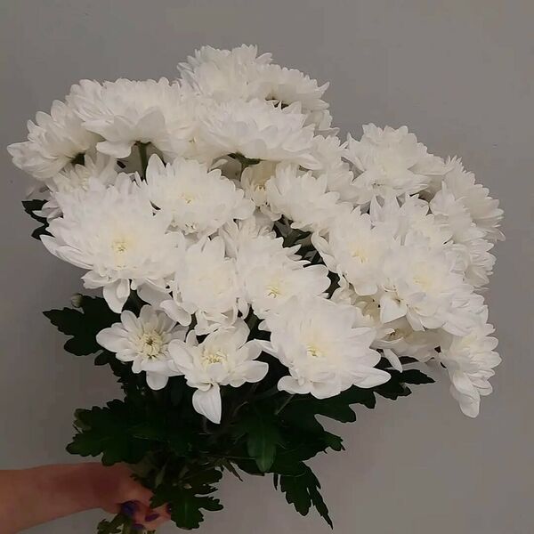 Хризантема кустовая